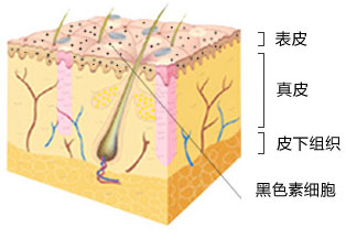 咖啡斑色素位置